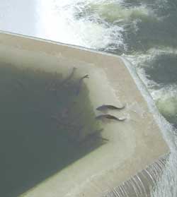 Carp at Midmar Dam wall