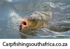 Carp Fishing South Africa